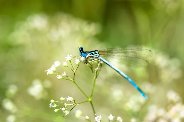 Una pequeña libélula azul descansando sobre una planta del río. Fondo natural —  Fotos de Stock