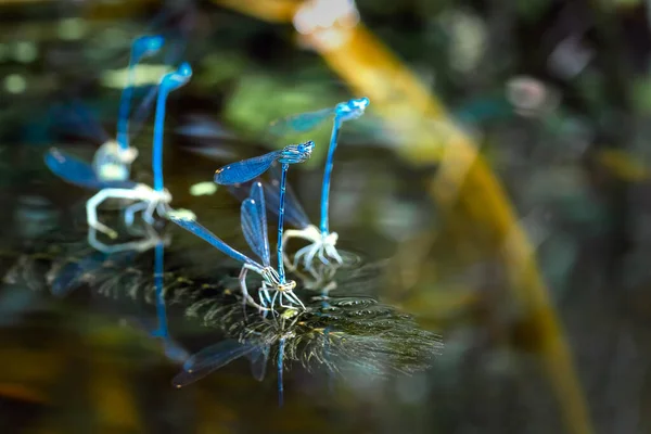 Маленькая голубая стрекоза, лежащая на речном растении. Естественный фон — стоковое фото
