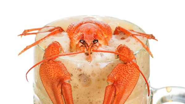 Lagosta rasteja para fora de uma caneca com cerveja isolada no fundo branco. Caneca com cerveja e espuma. Closeup de câncer cozido — Fotografia de Stock