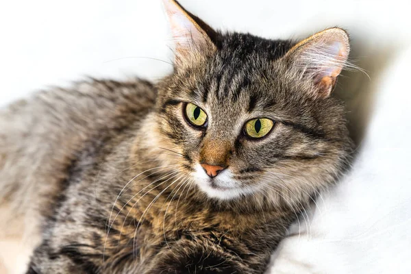 Portrait d'un chat moelleux et rayé. Chat dans une clinique vétérinaire pour animaux de compagnie. Animal regarde la caméra. — Photo