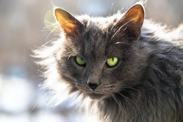 Portrait d'un chat duveteux, gris, aux cheveux longs. Chat dans une clinique vétérinaire pour animaux de compagnie. Animal regarde la caméra — Photo