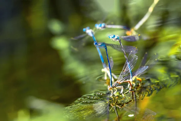 Una pequeña libélula azul descansando sobre una planta del río. Fondo natural —  Fotos de Stock