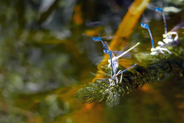 Una pequeña libélula azul descansando sobre una planta del río. Fondo natural —  Fotos de Stock