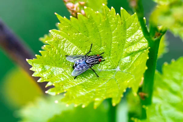 Blowfly, mosca da carniça, mosca preta que senta-se em uma folha verde da uva perto acima. Fundo natural — Fotografia de Stock
