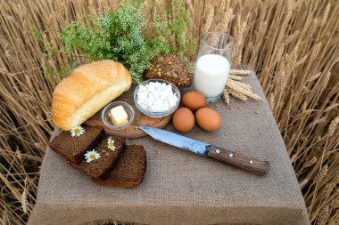 Organik gıda - süt, ekmek, peynir, tereyağı, bıçak, masanın üzerinde, bir buğday tarlasının arka planında..