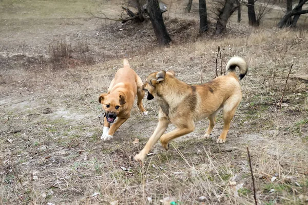 Две Собаки Играют Лесу — стоковое фото