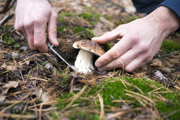 Поиски грибов в лесу. Человек режет грибы. . Лицензионные Стоковые Фото
