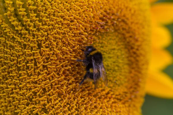 Close Bee Sunflower — Stock Photo, Image