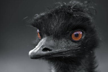 A black and white portrait of an emu with selective coloring of it's eyes clipart