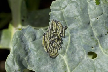 A cluster of small cabbage white caterpillars feding on the leaf of brussel sprout plant clipart