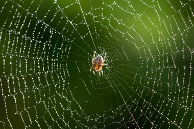 Bu web hemen sonra yağış üzerindeki ortak bahçe örümcek