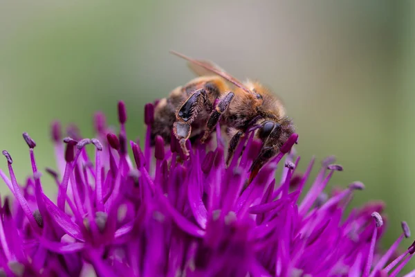 Abeille Sur Une Fleur Allium — Photo