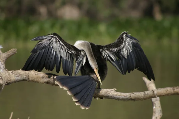 Anhinga Serpent Oiseau Toilettant Ses Plumes Humides — Photo