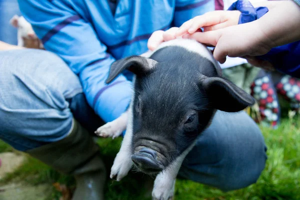 Small Piglet Being Petted Children Farm — Stock Photo, Image