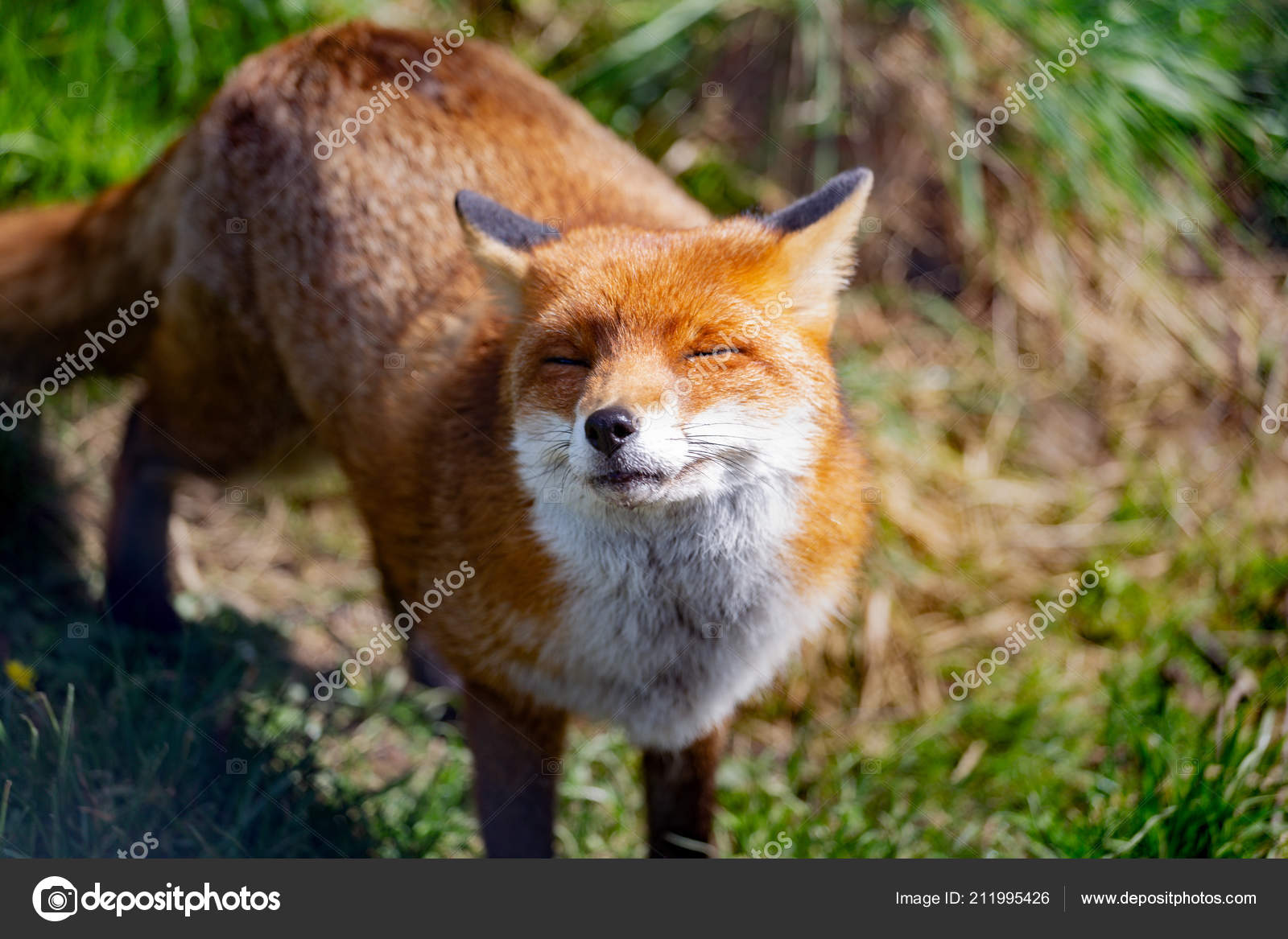 depositphotos_211995426-stock-photo-red-fox-vulpes-vulpes-largest.jpg