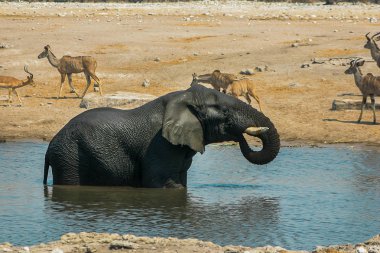 Namibian Elephant in Etosha National Park, Namibia clipart