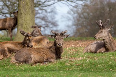 Kızıl geyik (Cervus Elaphus) Richmond Park, Güney Londra yalancılık aşağı.