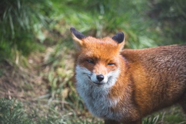 Kızıl Tilki (Vulpes Vulpes) gerçek tilki büyük.