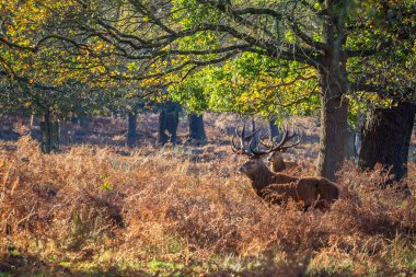 Kızıl geyik (Cervus Elaphus) ayakta ve uyarı Richmond Park, Güney Londra.