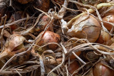 Soğan (Allium) kırpma, hasat ve kurutma