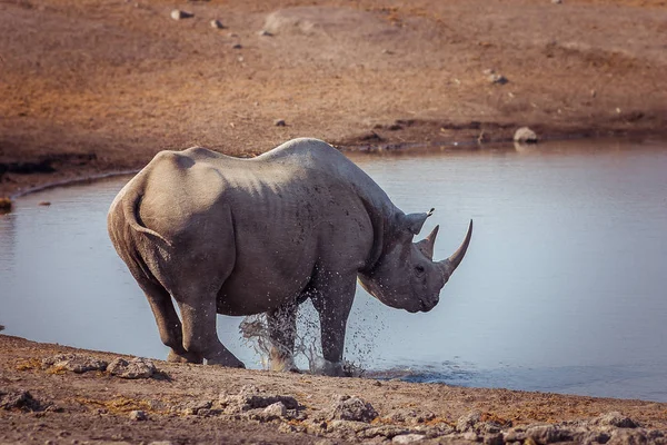 纳米比亚 Etosha 国家公园一个水洞里的黑犀牛 — 图库照片