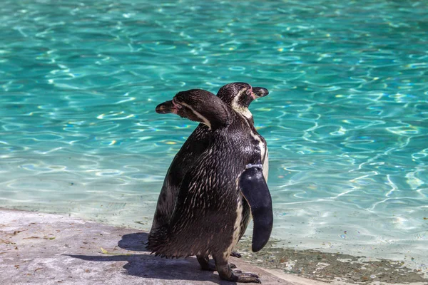 Pingüinos Humboldt Spheniscus Humboldti — Foto de Stock