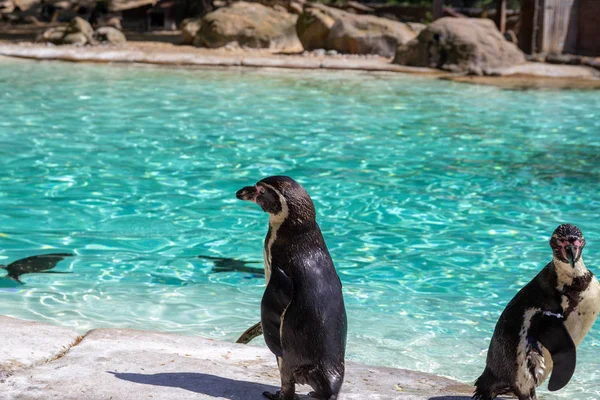 Pingüinos Humboldt Spheniscus Humboldti Zoológico — Foto de Stock