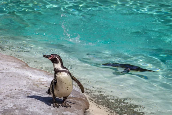 Pingüinos Humboldt Spheniscus Humboldti Zoológico — Foto de Stock