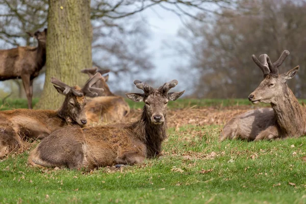Red Deer Cervus Elaphus Lying Richmond Park London — Stock Photo, Image