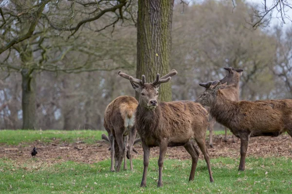 Ciervo Rojo Cervus Elaphus Pie Alerta Richmond Park Londres — Foto de Stock