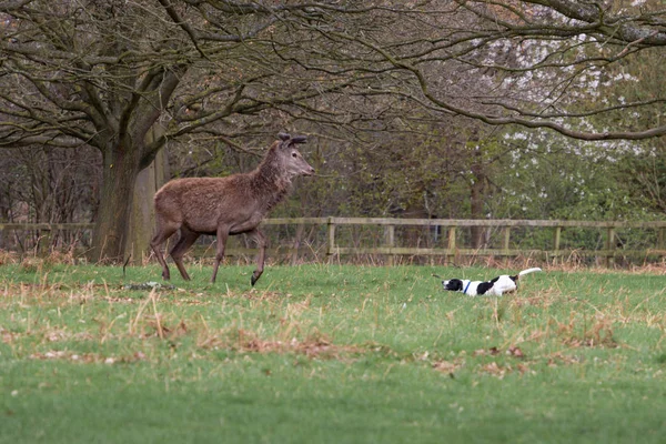 Red Deer Domestic Dog Green Pasture — Stock Photo, Image