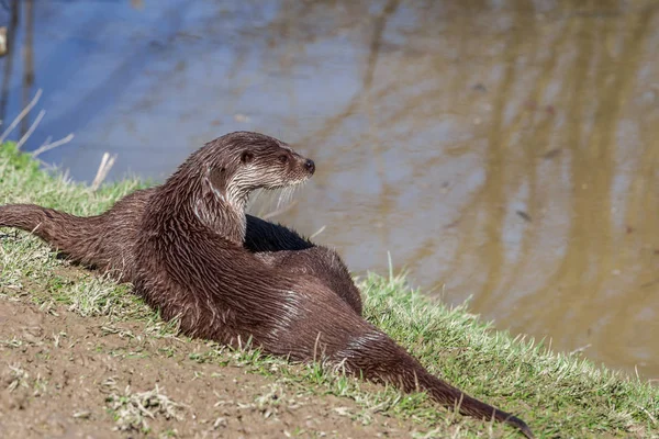 Fischotter Lutra Lutra England Großbritannien — Stockfoto