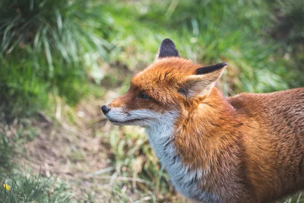 Raposa Vermelha Vulpes Vulpes Maior Das Verdadeiras Raposas Inglaterra Reino — Fotografia de Stock