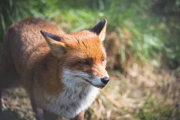 Raposa Vermelha Vulpes Vulpes Maior Das Verdadeiras Raposas Inglaterra Reino — Fotografia de Stock