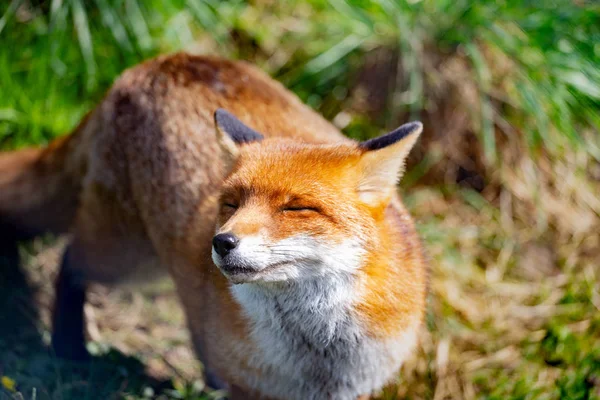 Raposa Vermelha Vulpes Vulpes Maior Das Verdadeiras Raposas — Fotografia de Stock