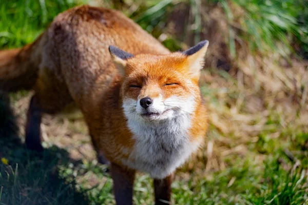 Κόκκινη Αλεπού Vulpes Vulpes Είναι Μεγαλύτερο Από Την Πραγματική Αλεπούδες — Φωτογραφία Αρχείου