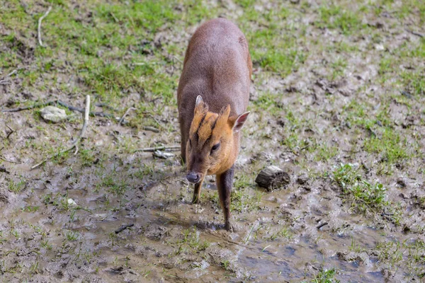 Adult Female Small Muntjac Deer Walking Overhead View — Stock Photo, Image