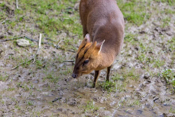 Adult Female Reeve Muntjac Deer Muntiacus Reevesi England Introduced Species — Stock Photo, Image
