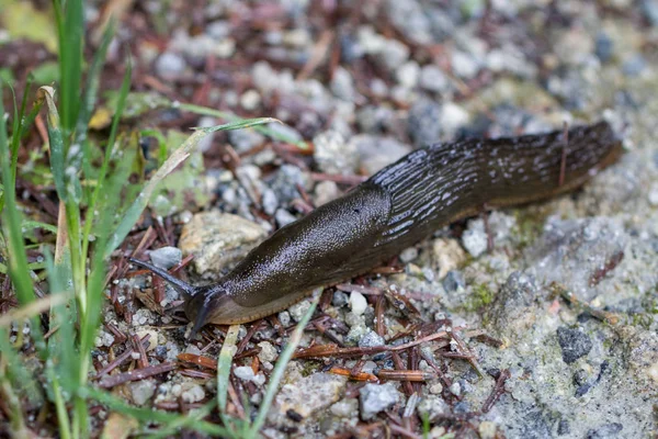 Close Shot Slug Ground Green Grass — Stok Foto