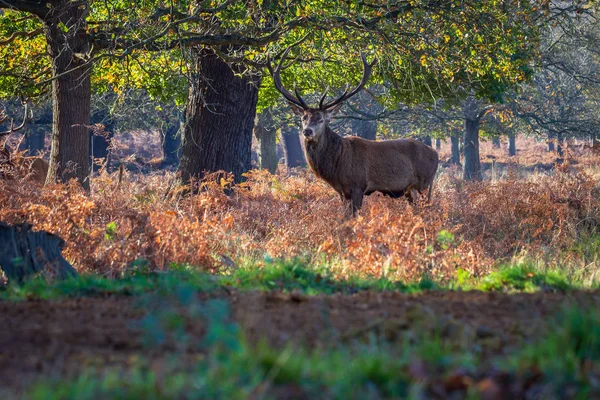 Κόκκινο Ελάφι Cervus Elaphus Στέκεται Και Ειδοποίηση Στο Richmond Park — Φωτογραφία Αρχείου