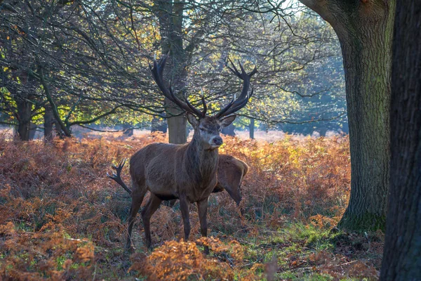 Red Deer Cervus Elaphus Standing Alert Richmond Park London — Stock Photo, Image