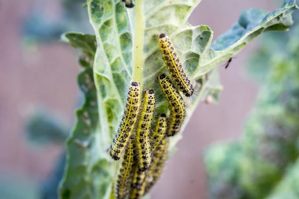 Lahananın tırtıl larvaları lahana yapraklarını yiyen beyaz kelebek.