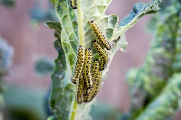 Rups Larven Van Kool Witte Vlinder Eten Bladeren Van Een — Stockfoto