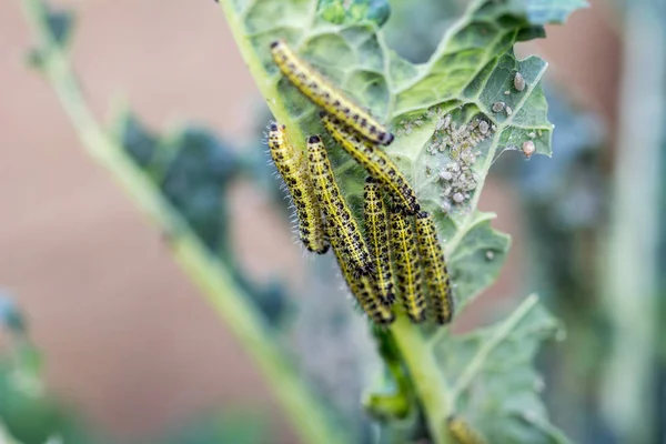 Rups Larven Van Kool Witte Vlinder Eten Bladeren Van Een — Stockfoto