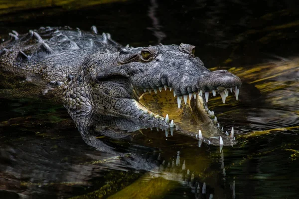 Crocodilo Americano Crocodylus Acutus Pântano Jamaica — Fotografia de Stock