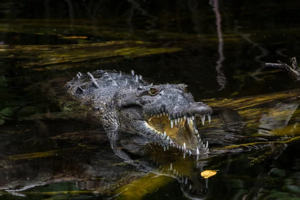 Amerikai Krokodil Crocodylus Acutus Egy Mocsár Jamaica — Stock Fotó