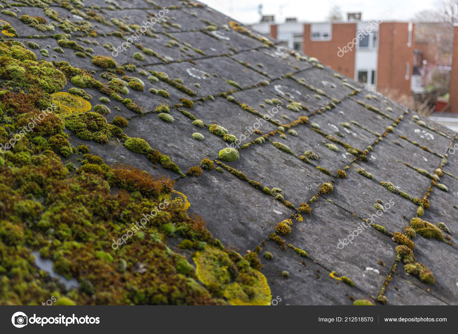 Green Moss Algae Slate Roof Tiles Stock Photo MagicBones 212518570 green-moss-algae-slate-roof-tiles-stock-photo-magicbones-212518570
