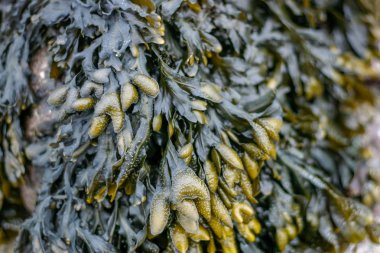 Bladderwrack veya mesane ihtişamlı en yaygın yosun veya yosun İngiltere'nin kıyısında olur