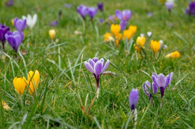 A variety of blooming spring Crocus flowers clipart