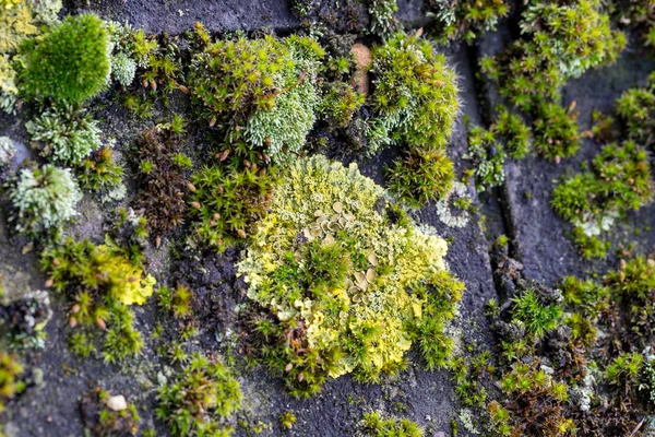 Muschio Verde Alghe Tegole Ardesia — Foto Stock